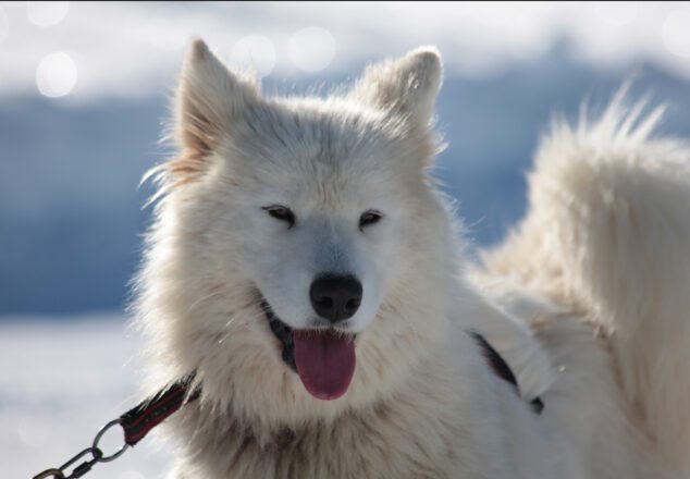 chien traineau husky sibérien